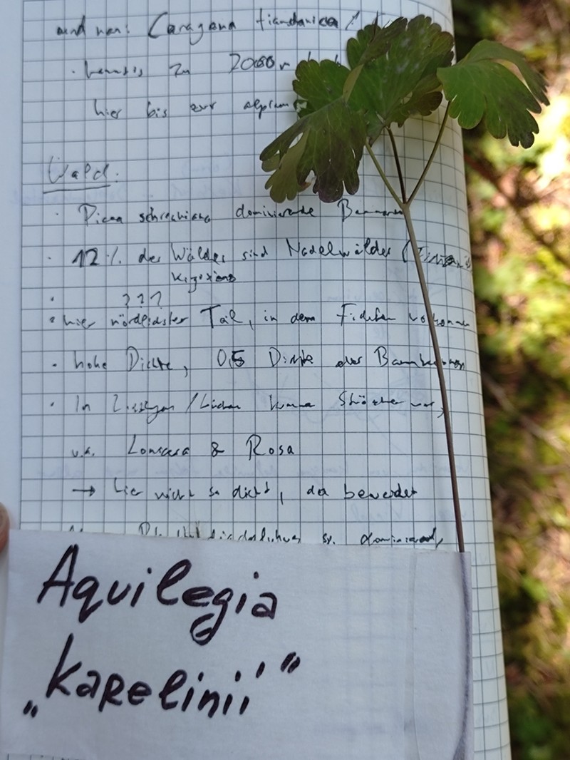 Aquilegia karelinii photo 4