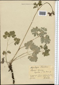 Aquilegia karelinii