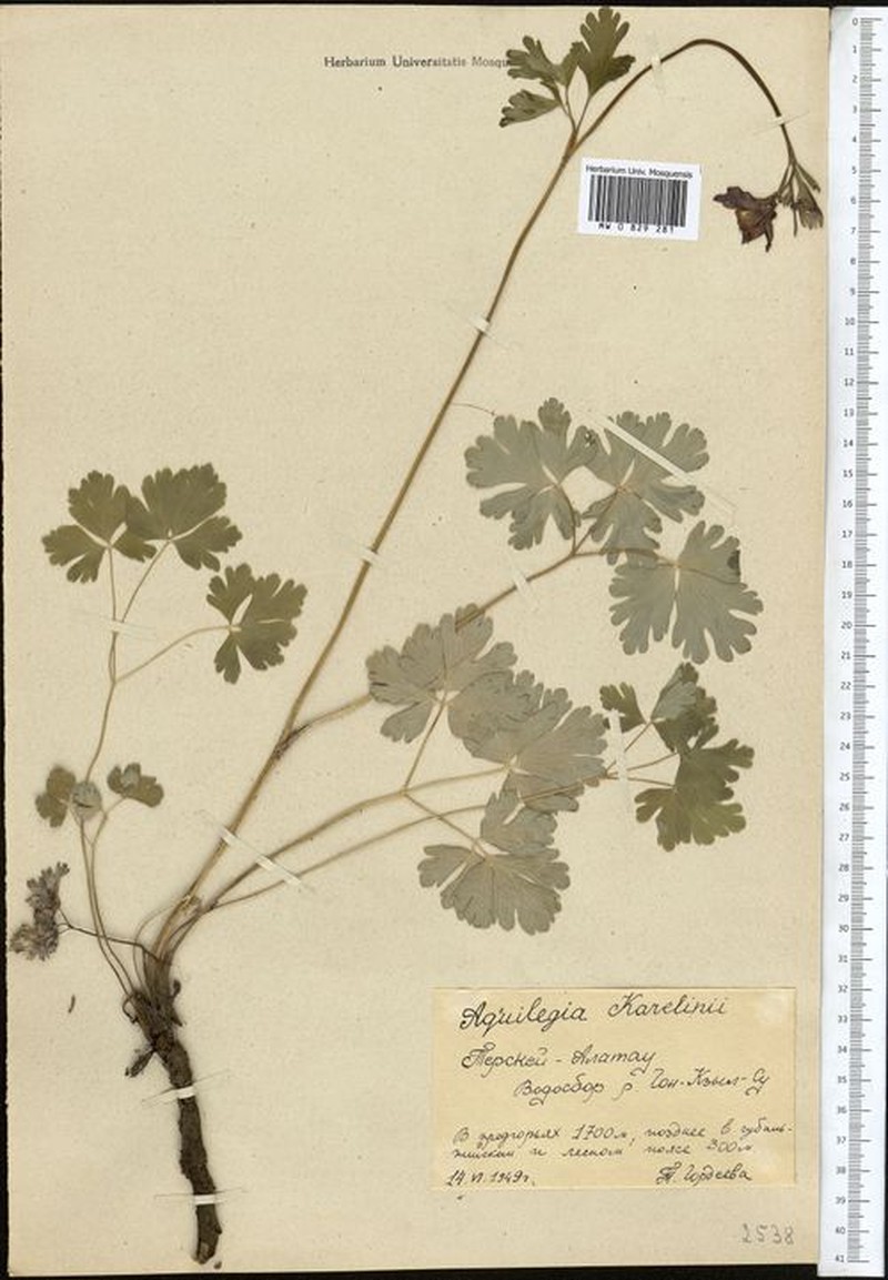 Aquilegia karelinii