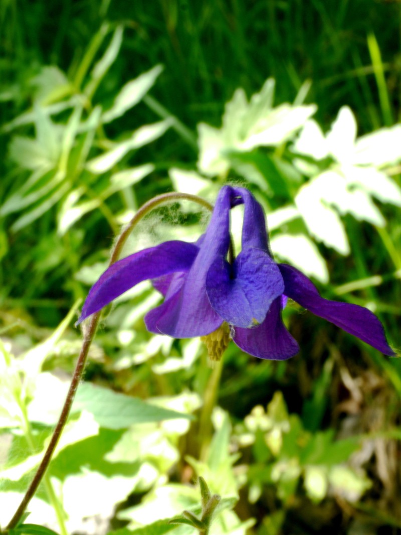 Aquilegia karelinii photo 2