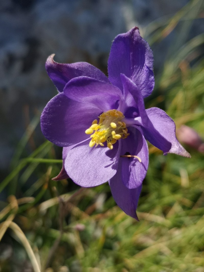 Aquilegia kitaibelii photo 2