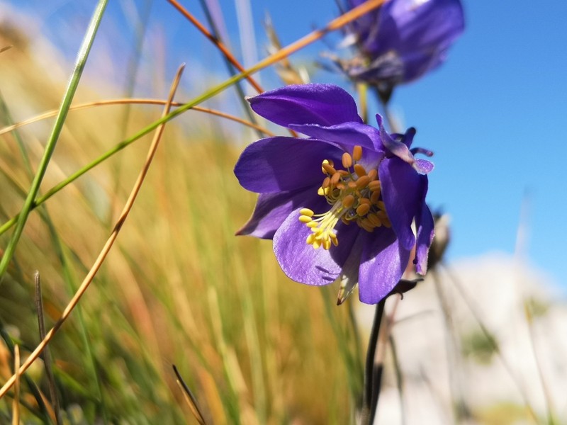 Aquilegia kitaibelii photo 3