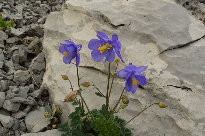Aquilegia kitaibelii photo 4