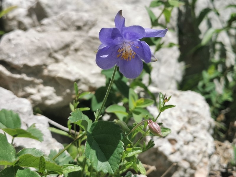 Aquilegia kitaibelii photo 5
