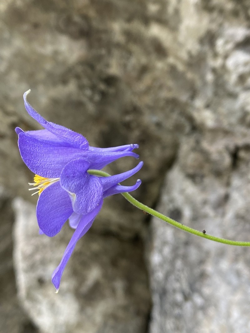 Aquilegia kitaibelii photo 6