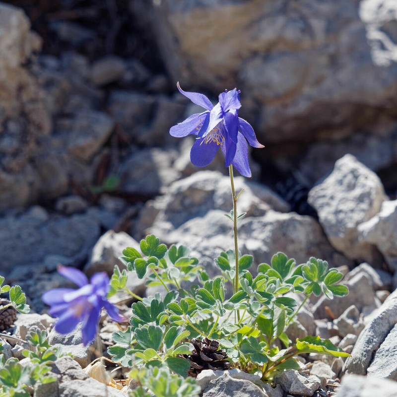 Aquilegia kitaibelii photo 7