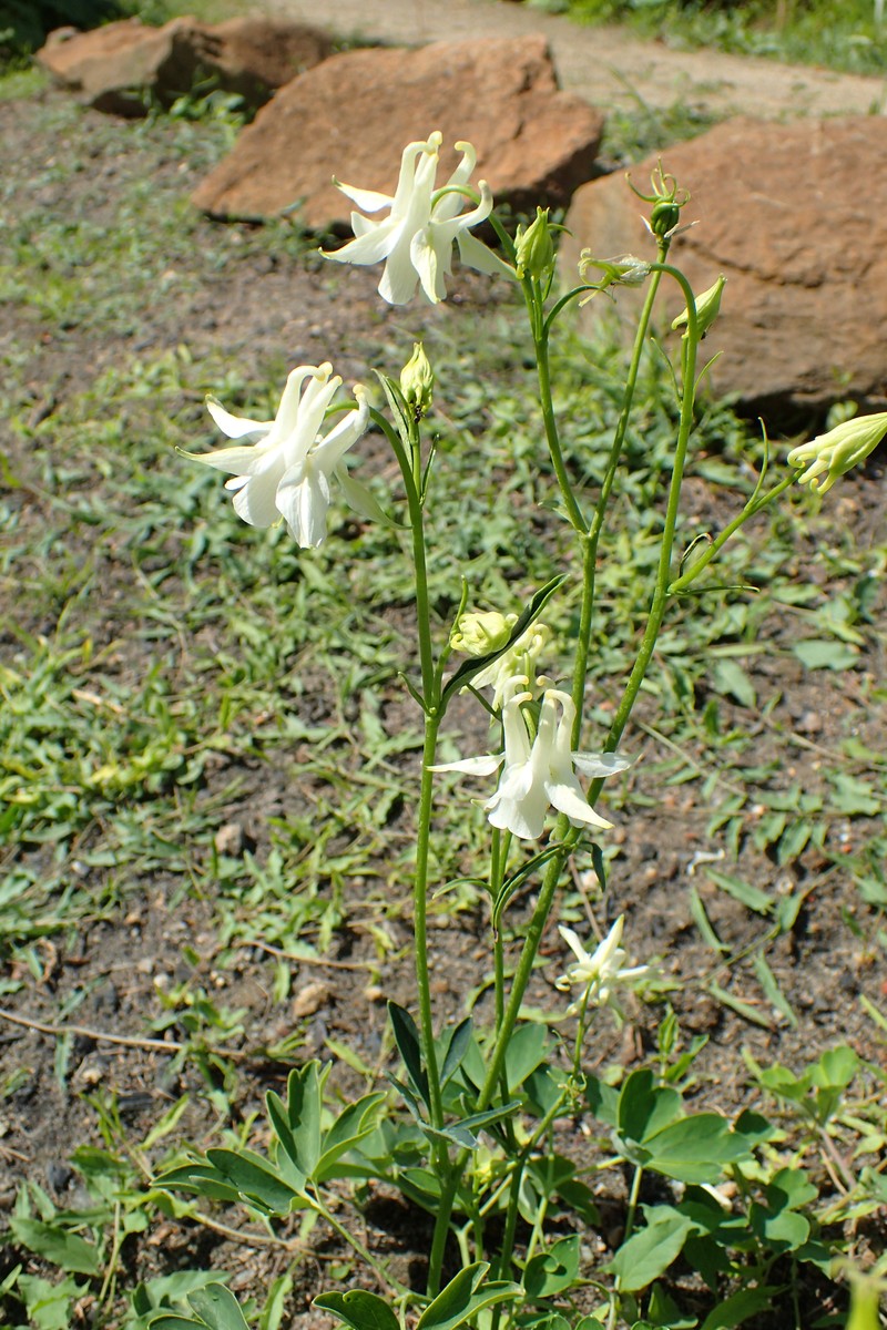 Aquilegia kubanica