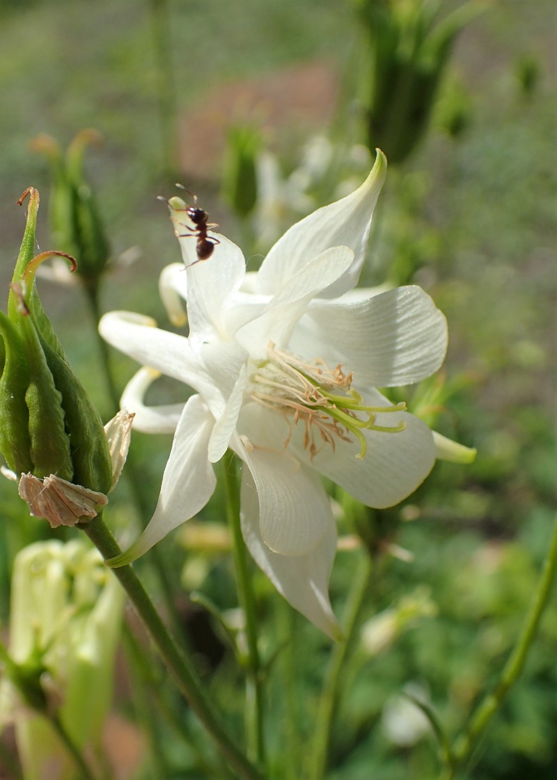 Aquilegia kubanica photo 2