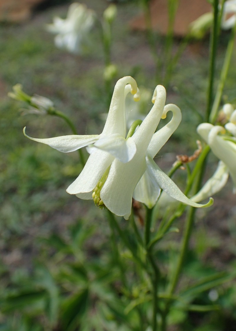 Aquilegia kubanica photo 3