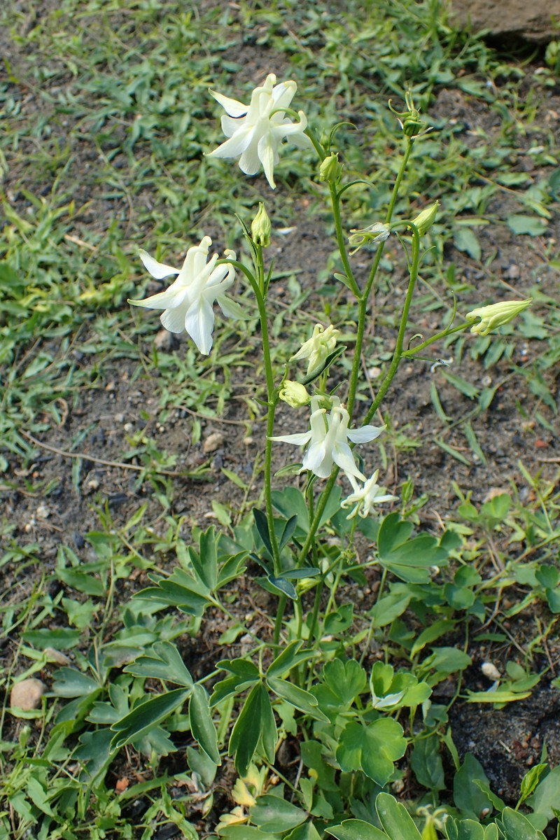 Aquilegia kubanica photo 4