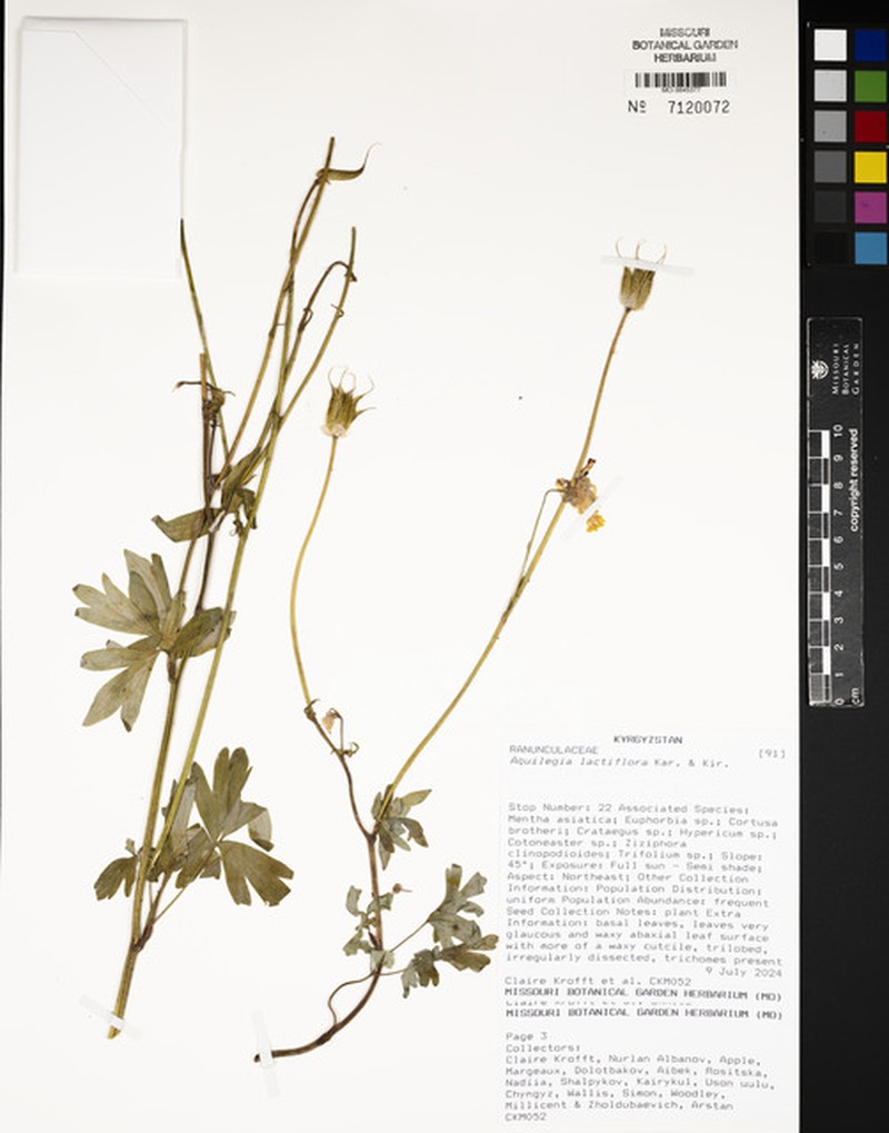 Aquilegia lactiflora photo 2