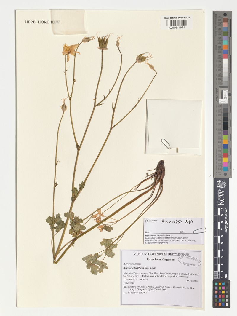 Aquilegia lactiflora photo 3