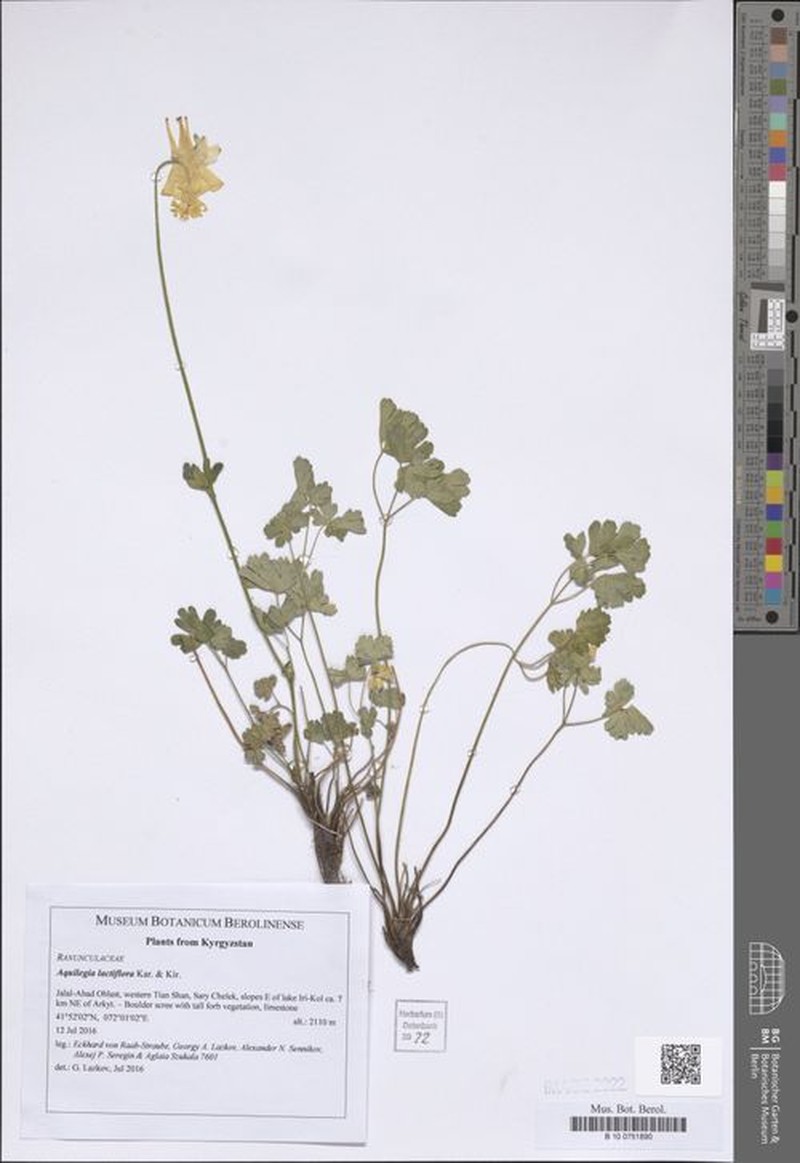 Aquilegia lactiflora
