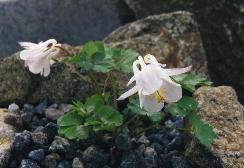 Laramie Columbine
