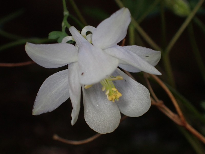 Laramie Columbine photo 2