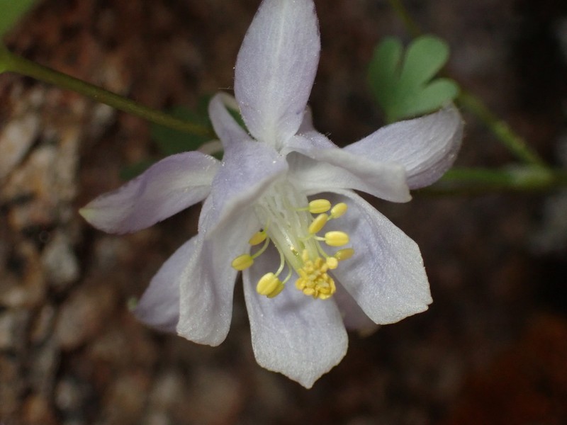 Laramie Columbine photo 3