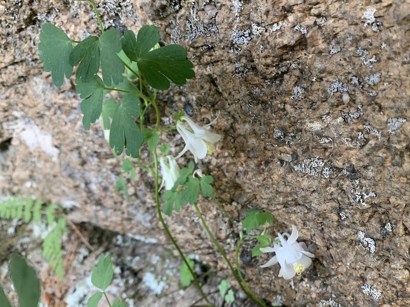Laramie Columbine photo 4