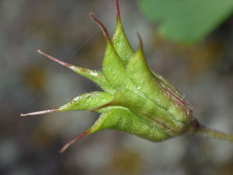 Laramie Columbine photo 5
