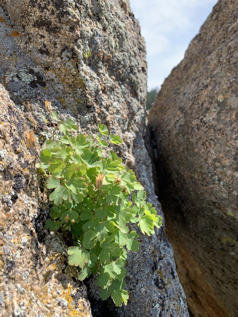 Laramie Columbine photo 6