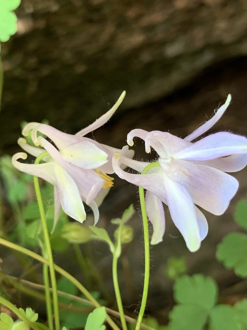 Laramie Columbine photo 7
