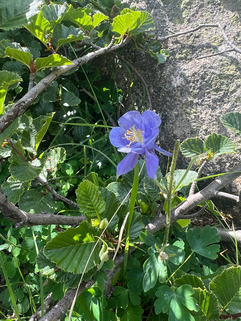 Aquilegia litardierei