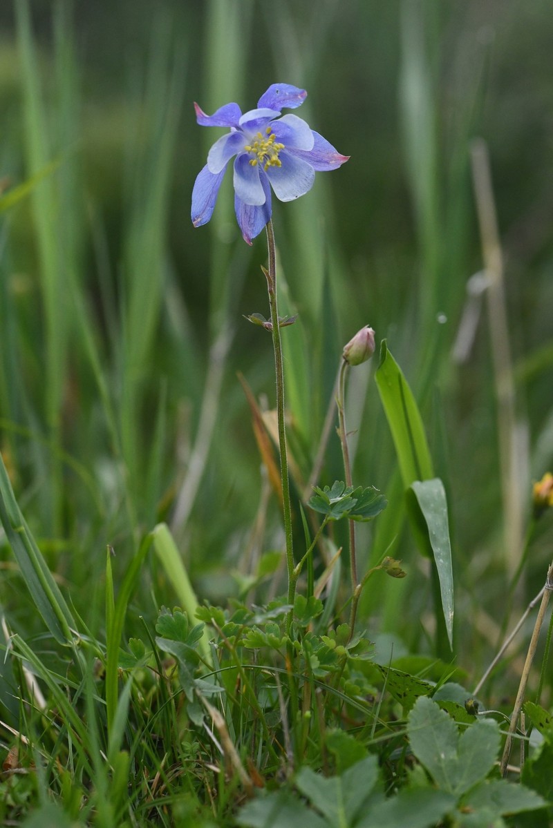 Aquilegia litardierei photo 4