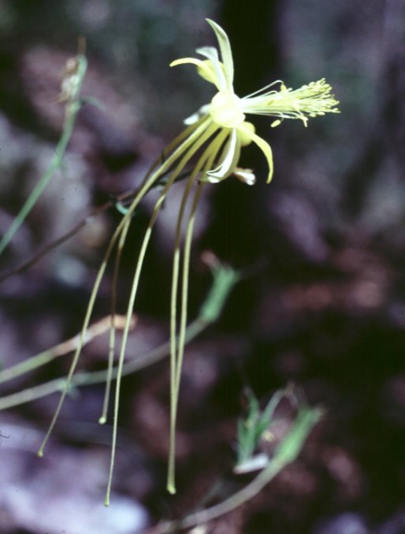 Longspur Columbine