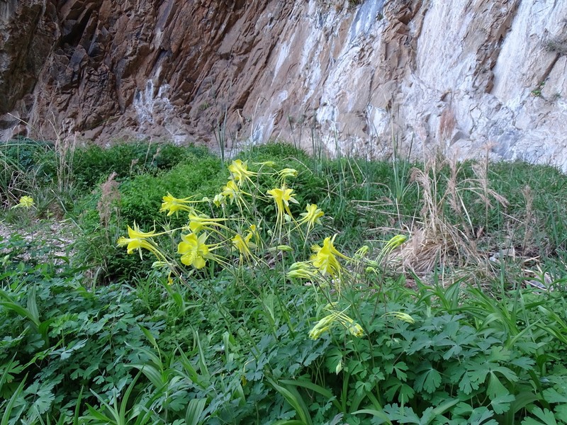 Longspur Columbine photo 2