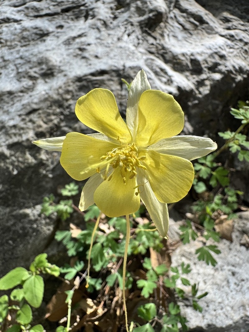 Longspur Columbine photo 3