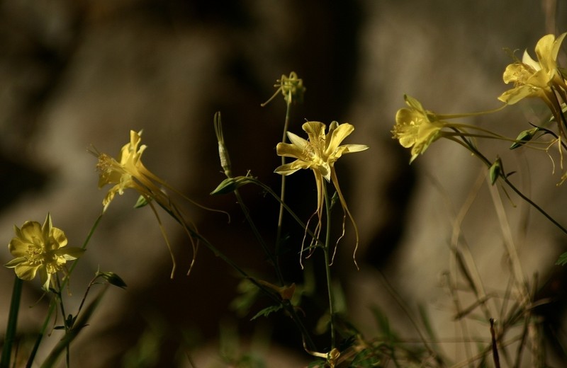 Longspur Columbine photo 4