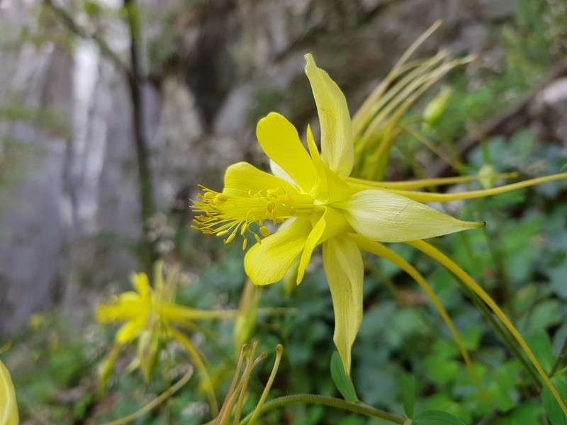 Longspur Columbine photo 5