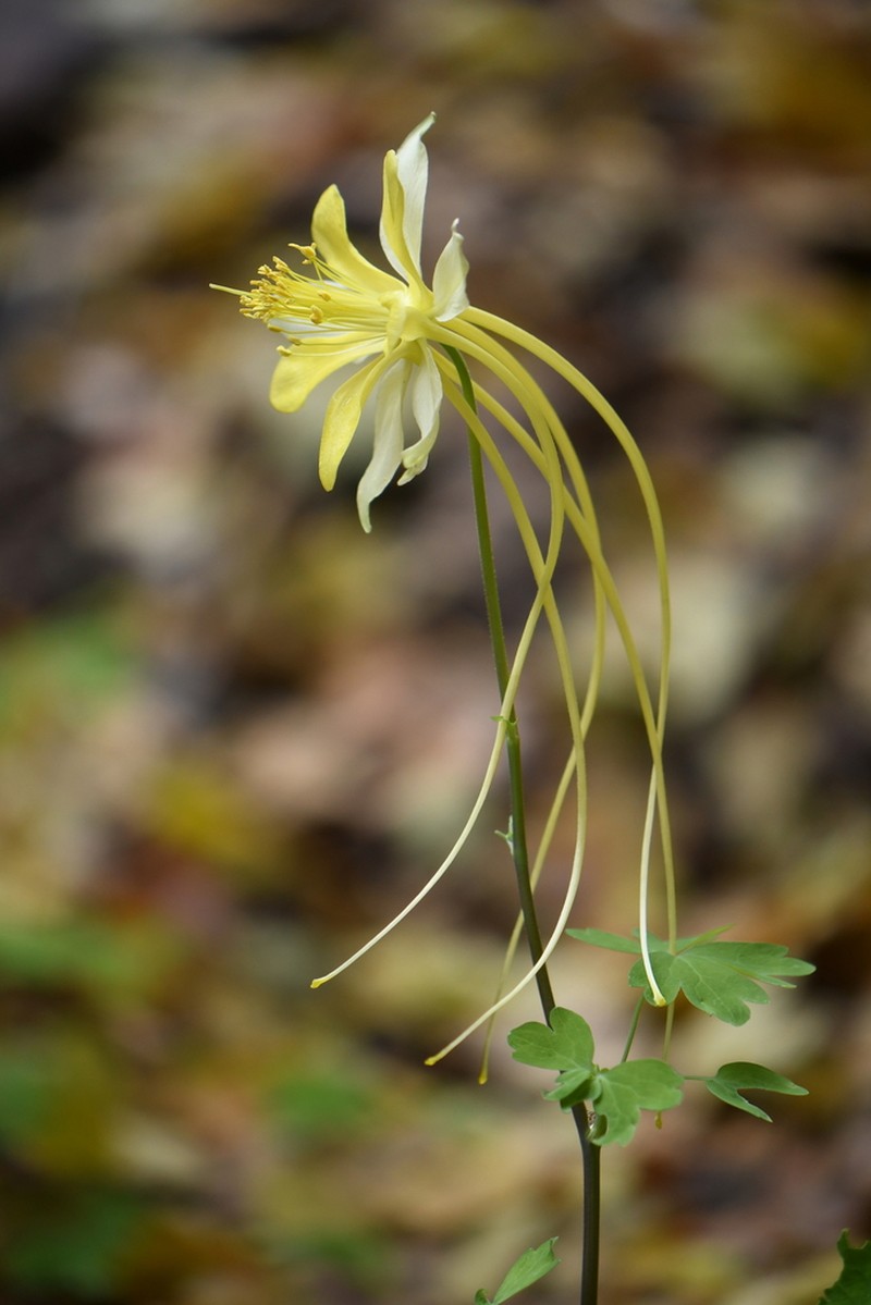 Longspur Columbine photo 6