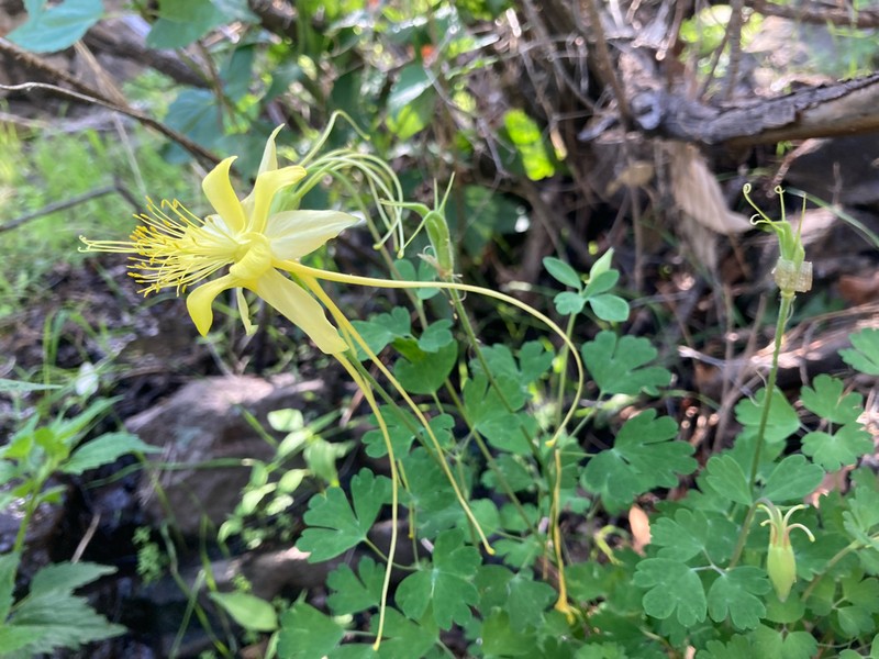 Longspur Columbine photo 7