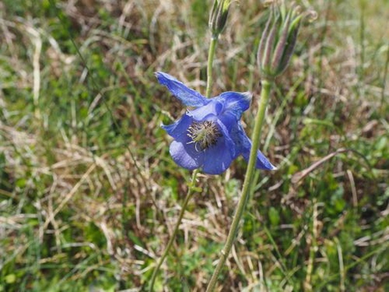 Aquilegia lucensis