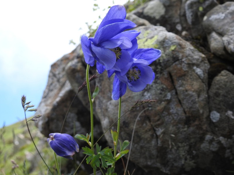 Aquilegia lucensis photo 2