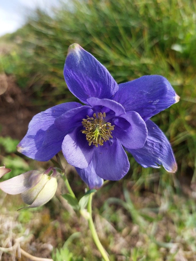Aquilegia lucensis photo 3
