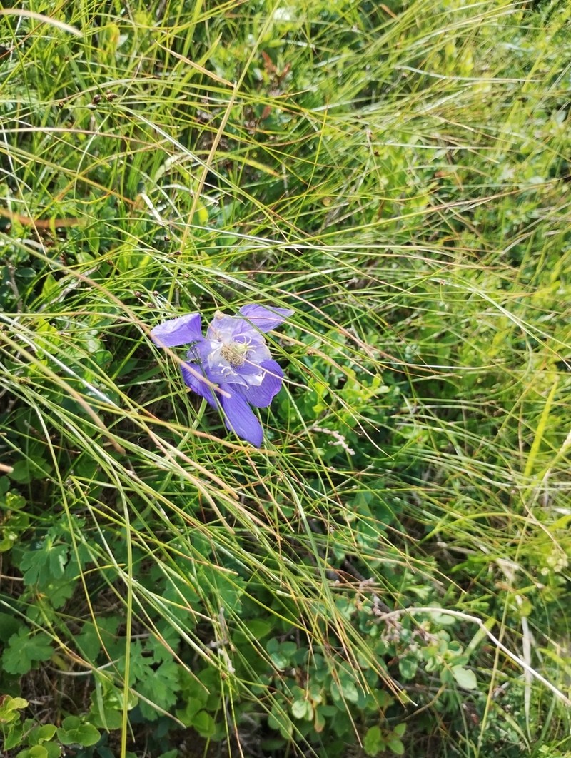 Aquilegia lucensis photo 4