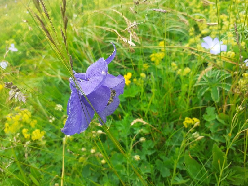 Aquilegia lucensis photo 5