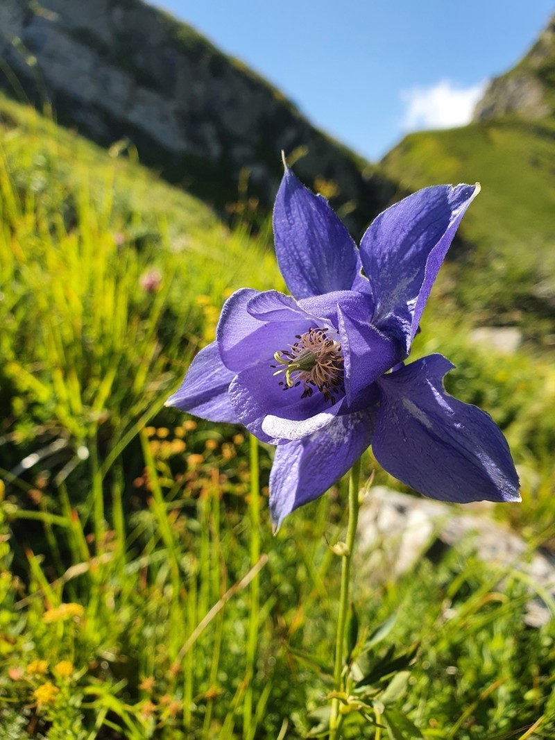 Aquilegia lucensis photo 6