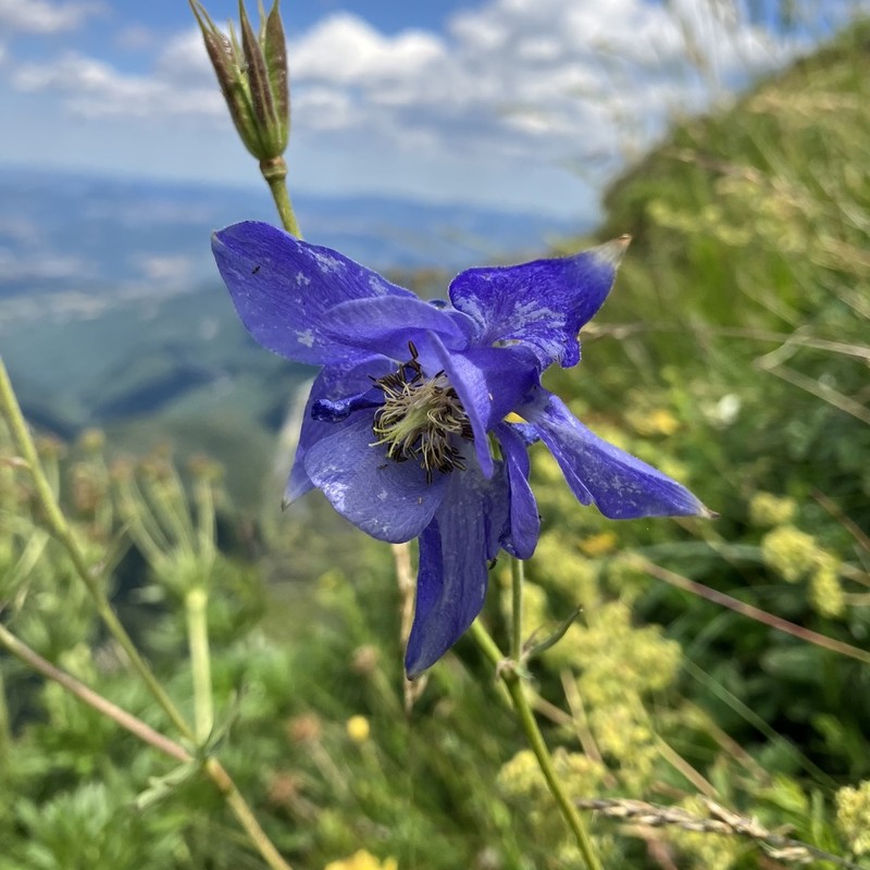Aquilegia lucensis photo 7