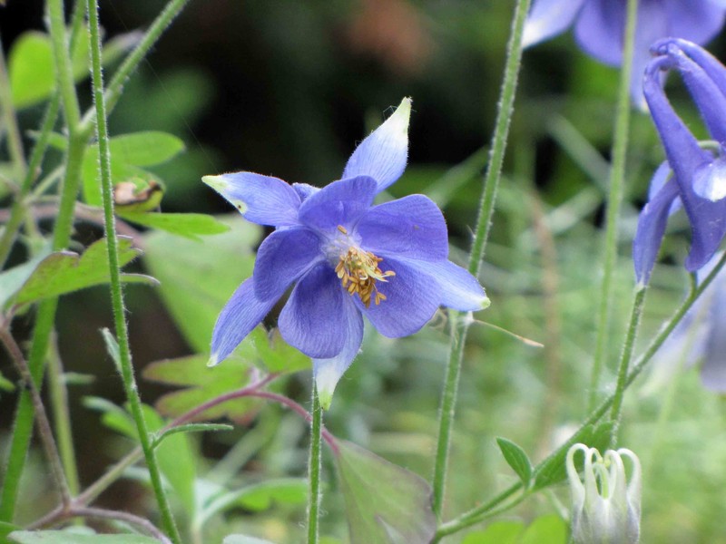 Aquilegia magellensis