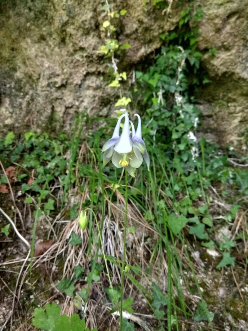 Aquilegia magellensis photo 2