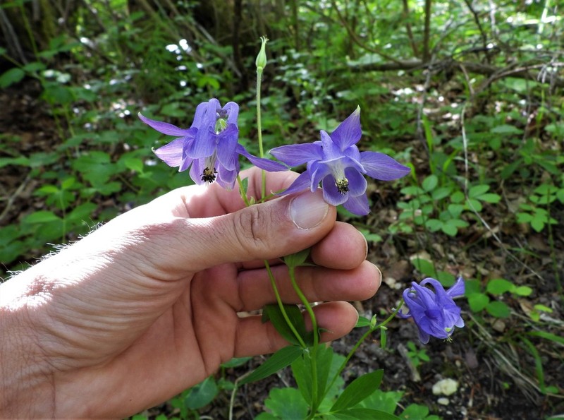 Aquilegia magellensis photo 3