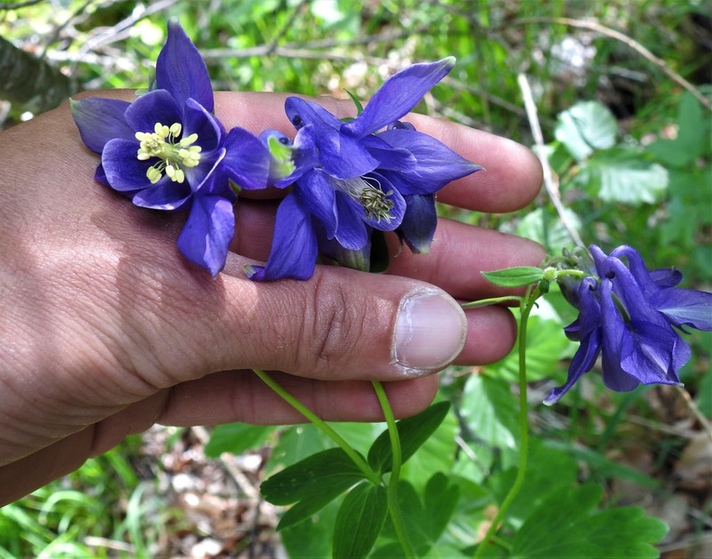 Aquilegia magellensis photo 4