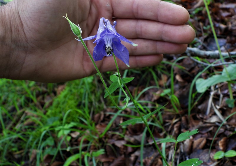 Aquilegia magellensis photo 6