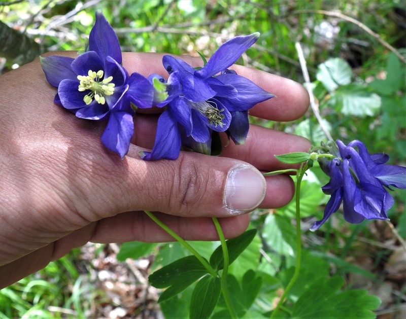 Aquilegia magellensis photo 8