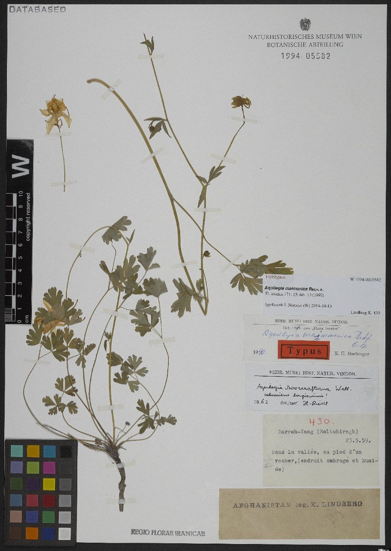 Aquilegia maimanica