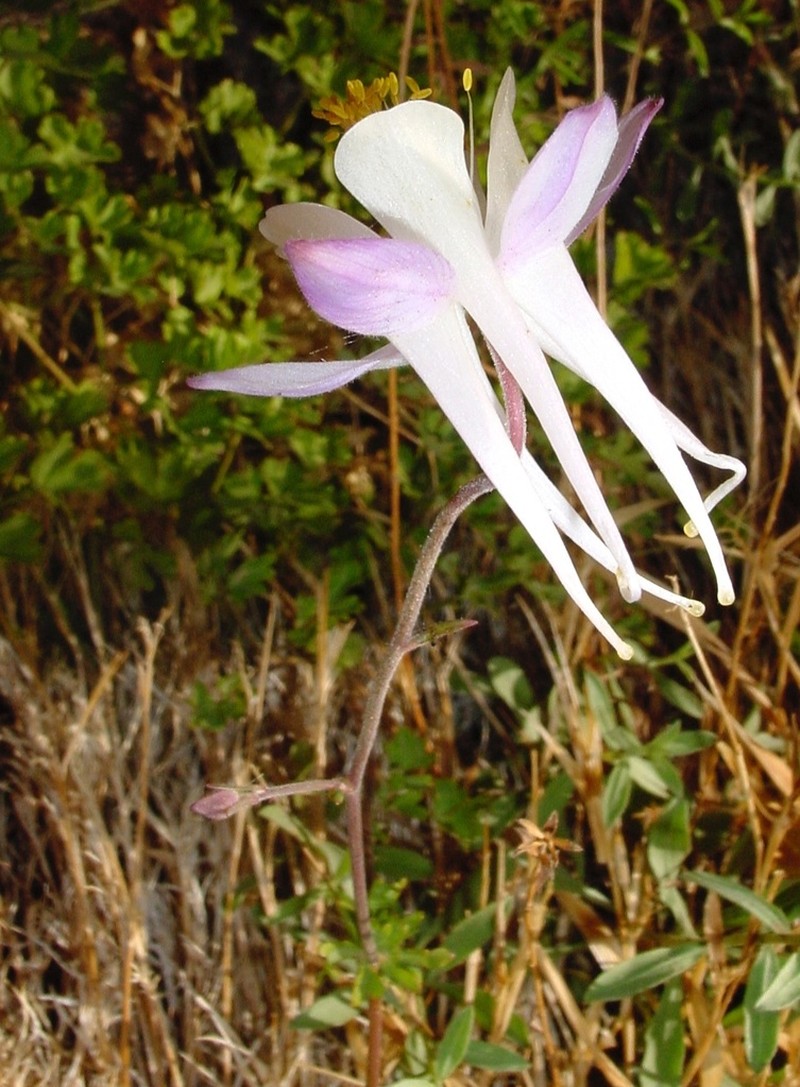 Mancos Columbine photo 2