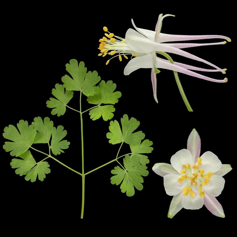 Mancos Columbine photo 4