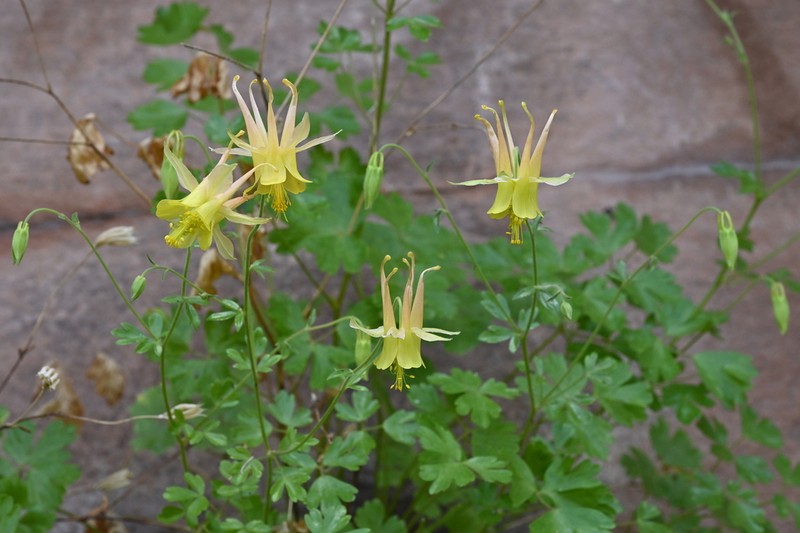 Mancos Columbine photo 5